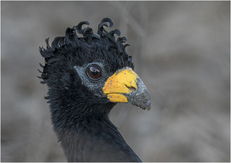 Chuck Eccleston ARPS Bare-faced Curassow M1 NW IWPS