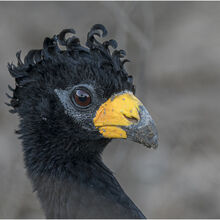 Chuck Eccleston ARPS Bare-faced Curassow M1 NW IWPS