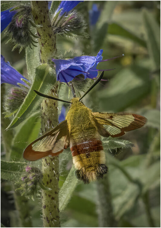 Chuck Eccleston ARPS Broad-bordered Bee Hawkmoth Nectaring M6 NW IWPS