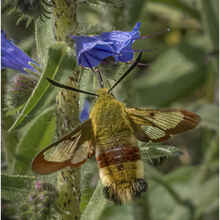 Chuck Eccleston ARPS Broad-bordered Bee Hawkmoth Nectaring M6 NW IWPS