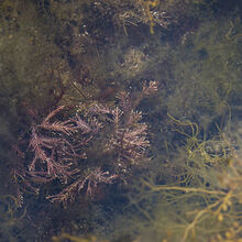 Chuck Eccleston ARPS Coral Weed IWPS
