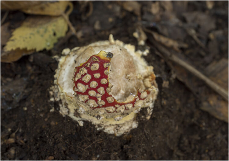 Chuck Eccleston ARPS Fly Agaric 22