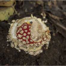 Chuck Eccleston ARPS Fly Agaric 22