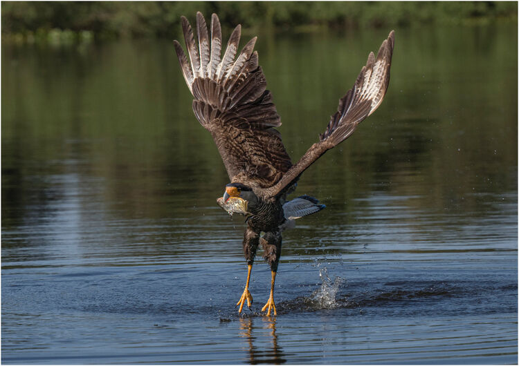 Chuck Eccleston ARPS Gone Fishing, Chris Rea  M4 NW IWPS