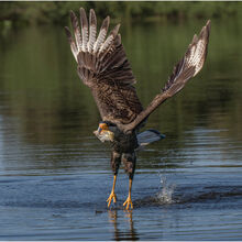 Chuck Eccleston ARPS Gone Fishing, Chris Rea  M4 NW IWPS