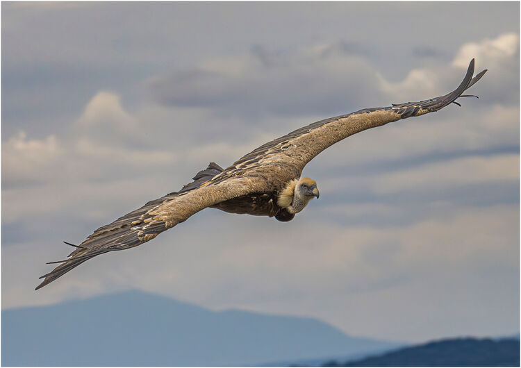 Chuck Eccleston ARPS Griffon Vulture NW IWPS