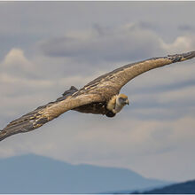 Chuck Eccleston ARPS Griffon Vulture NW IWPS