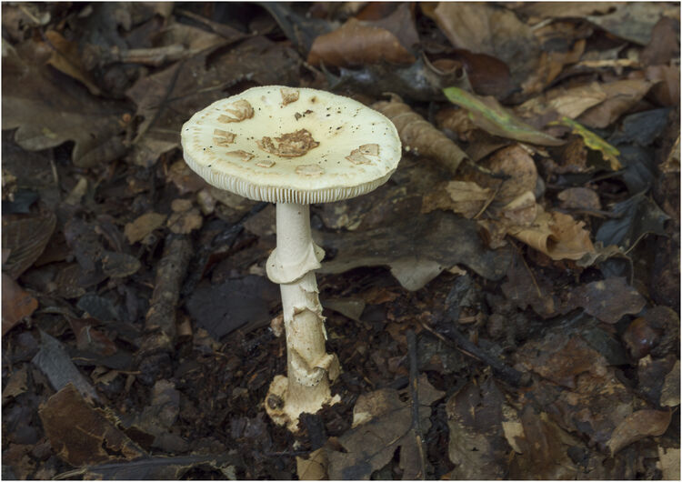 Chuck Eccleston ARPS Parasol Mushroom 12