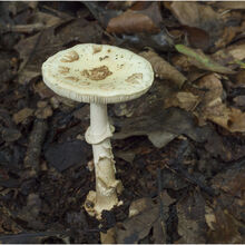 Chuck Eccleston ARPS Parasol Mushroom 12