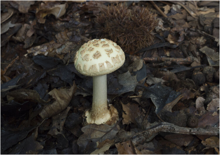 Chuck Eccleston ARPS Parasol Mushroom 13