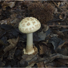 Chuck Eccleston ARPS Parasol Mushroom 13