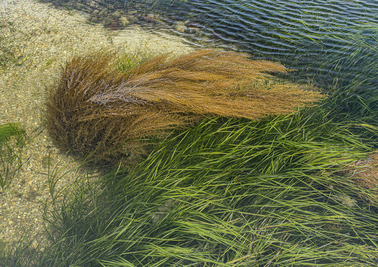 Chuck Eccleston ARPS Seagrass   Wireweed IWPS