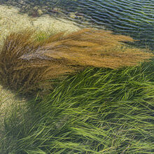 Chuck Eccleston ARPS Seagrass   Wireweed IWPS