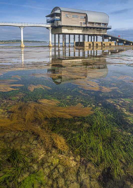 Chuck Eccleston ARPS Seagrass   Wireweed at Lifeboat Station IWPS
