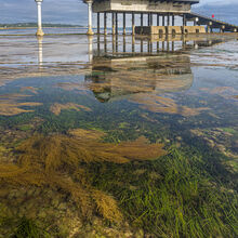 Chuck Eccleston ARPS Seagrass   Wireweed at Lifeboat Station IWPS