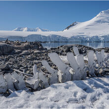 Landscape of the Year