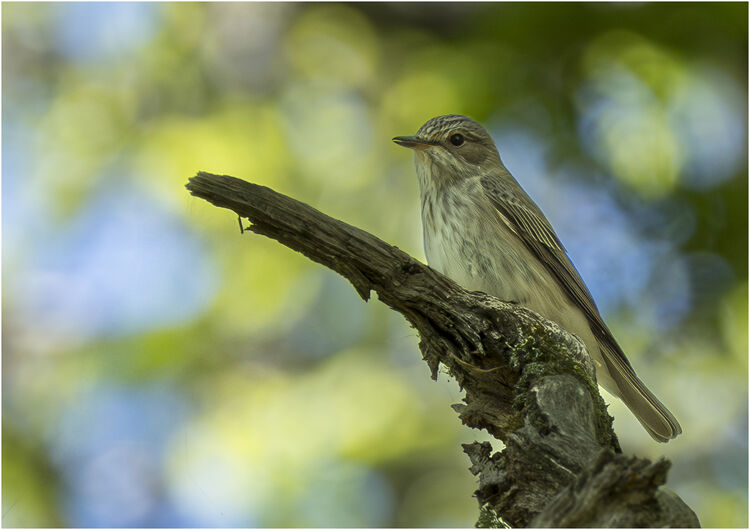 Chuck Eccleston ARPS Spotted Flycatcher M1 NW IWPS