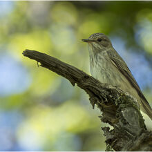 Chuck Eccleston ARPS Spotted Flycatcher M1 NW IWPS