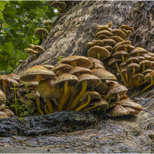 Chuck Eccleston ARPS Sulphur Tuft 3
