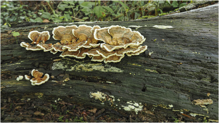Chuck Eccleston ARPS Turkey Tail 4