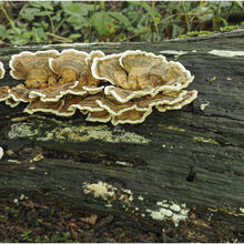 Chuck Eccleston ARPS Turkey Tail 4
