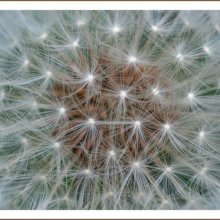 Colin Trigg NaturalWorld Dandelion