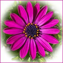 Colin Trigg NaturalWorld African Daisy