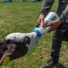 Our Day Out - IOW Rare Breeds
