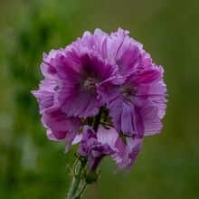 Our Day Out - The Garlic Farm