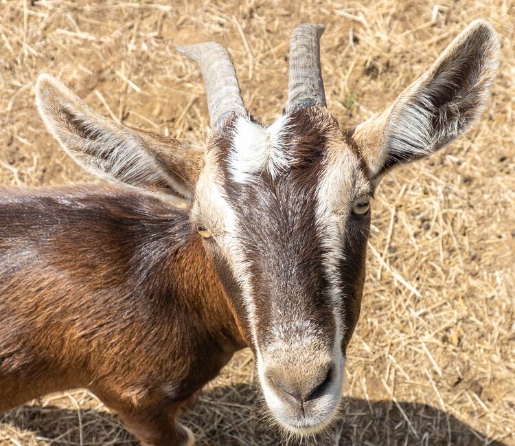 Goat