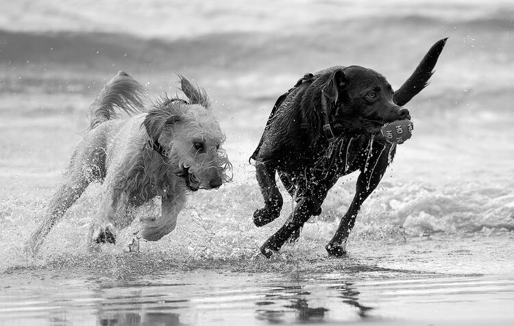 HC K J Dudley Canine capers   Wight Vision Camera Club