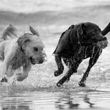 HC K J Dudley Canine capers   Wight Vision Camera Club