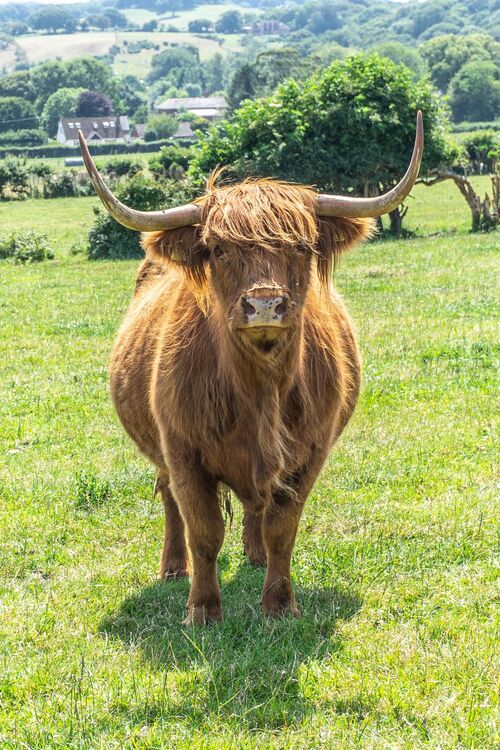 Highland