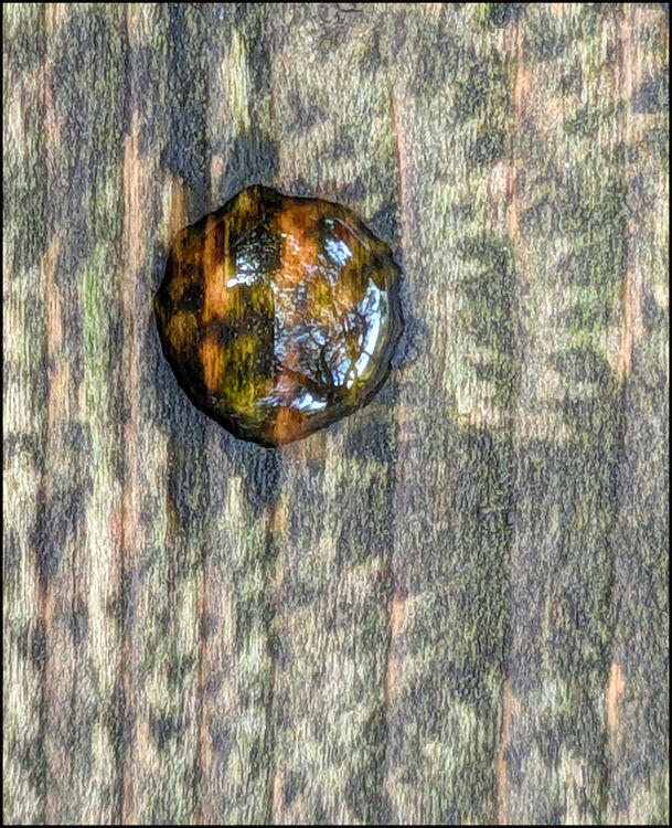 LIZ FOX Water droplet on snail raspings C IWPS.jpeg