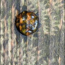 LIZ FOX Water droplet on snail raspings C IWPS.jpeg