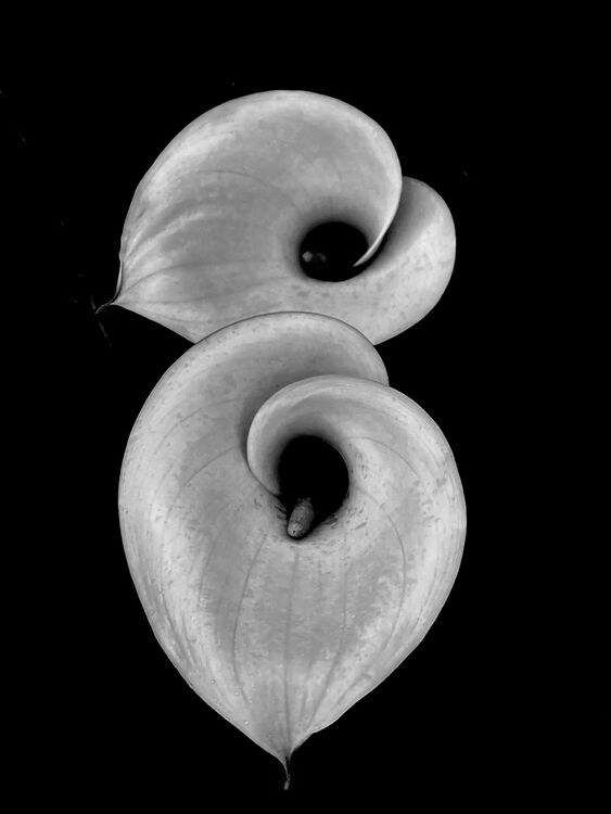 LIZ FOX White blooms on Black M2 S IWPS