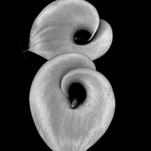 LIZ FOX White blooms on Black M2 S IWPS