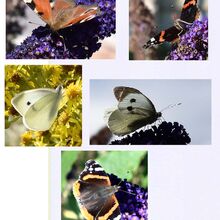 Les Butterflies St.H
