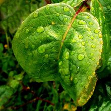 Les Cutbush Raindrops on Rose Leaf C