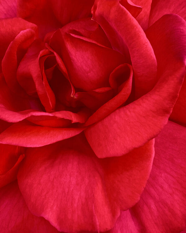 Liz Fox A Red, Red Rose M5 N IWPS