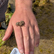 Liz Fox Broad Clawed Porcelain Crab Rockpool Safari (3)