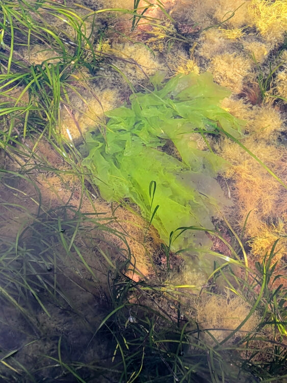 Liz Fox SSea Lettuce Rockpool Safari (4)