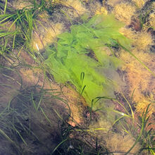 Liz Fox SSea Lettuce Rockpool Safari (4)