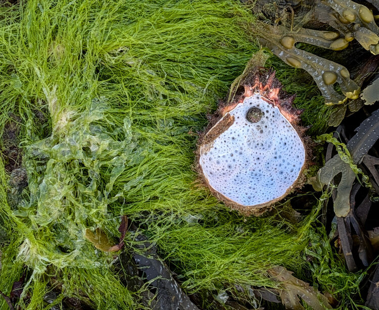 Liz Fox Spiny Crab shell Rockpool Safari (1)