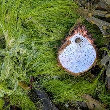 Liz Fox Spiny Crab shell Rockpool Safari (1)