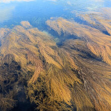 Liz Fox Wire Grass Rockpool Safari (2)