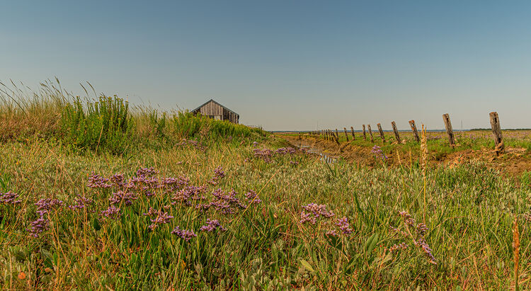 Liz Miller - Newtown Creek (1)