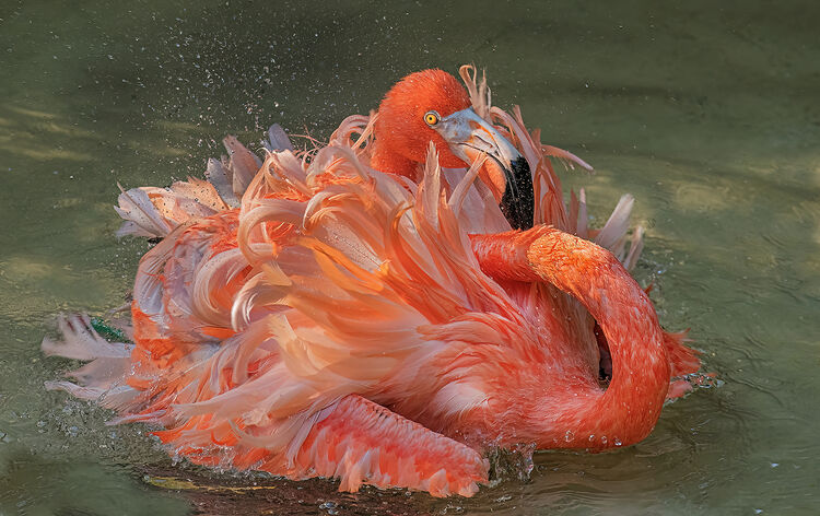 Liz Miller Fluffy Flamingo N IWPS