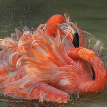 Natural World of the Year