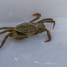 Liz Miller Rock Pool Safari   4